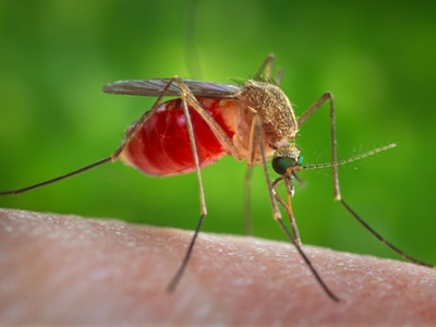 Alívio Confirmado: Pernilongo Comum Não Transmite Vírus Zika. Entenda o Estudo e os Riscos Reais Alívio Confirmado: Pernilongo Comum Não Transmite Vírus Zika. Entenda o Estudo e os Riscos Reais