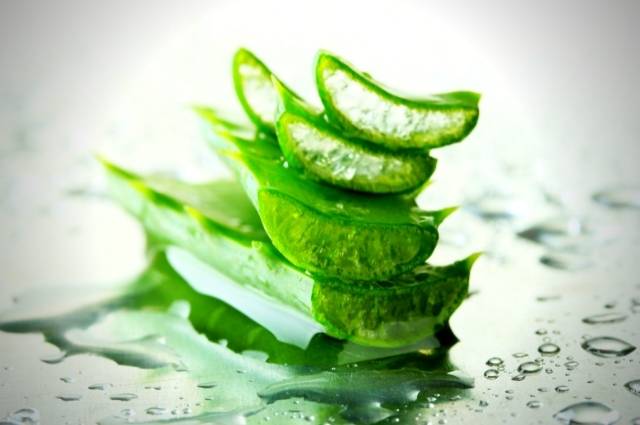 O Poder da Babosa (Aloe Vera): Benefícios, Cuidados e a Importância da Prevenção na Saúde